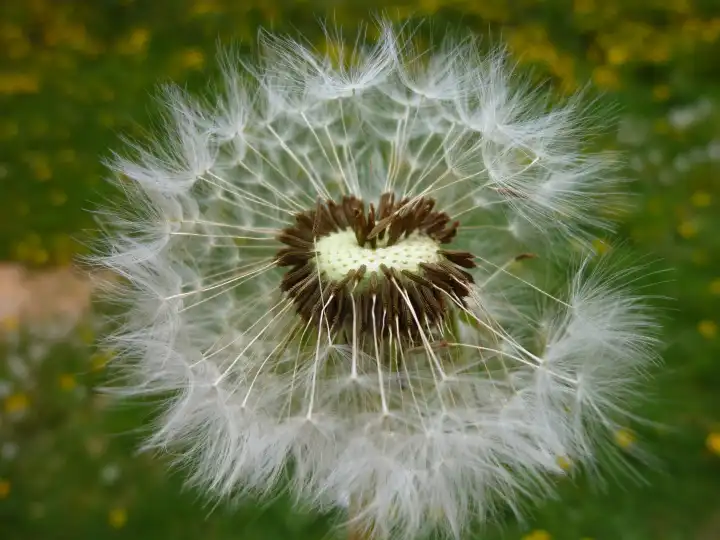 dandelion breath flower