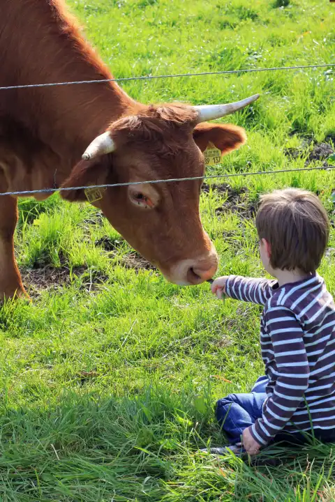 Child feeds cow with gras