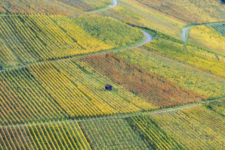 Vineyards in fall, Rotenberg, Stuttgart, Baden-Württemberg, Germany, Europe