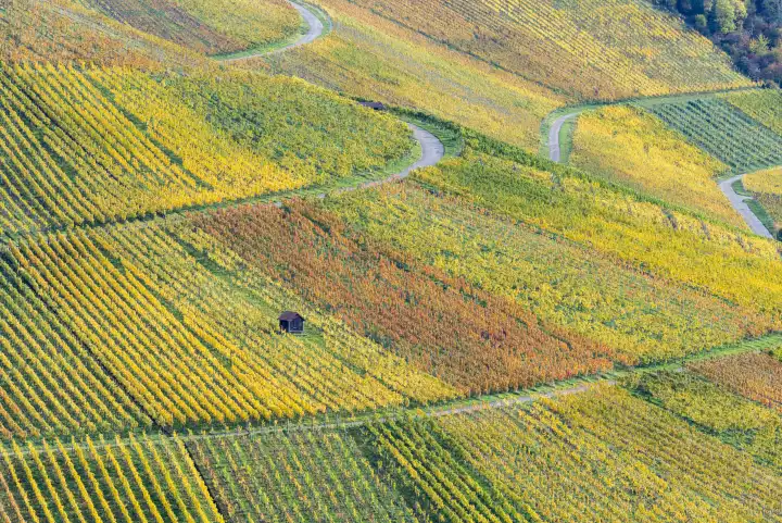 Vineyards in fall, Rotenberg, Stuttgart, Baden-Württemberg, Germany, Europe