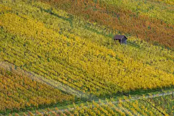 Weinberge im Herbst, Rotenberg, Stuttgart, Baden-Württemberg, Deutschland, Europa