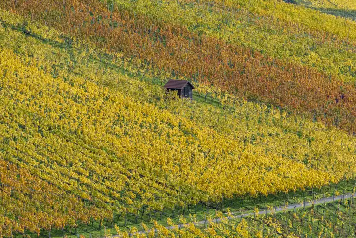 Weinberge im Herbst, Rotenberg, Stuttgart, Baden-Württemberg, Deutschland, Europa