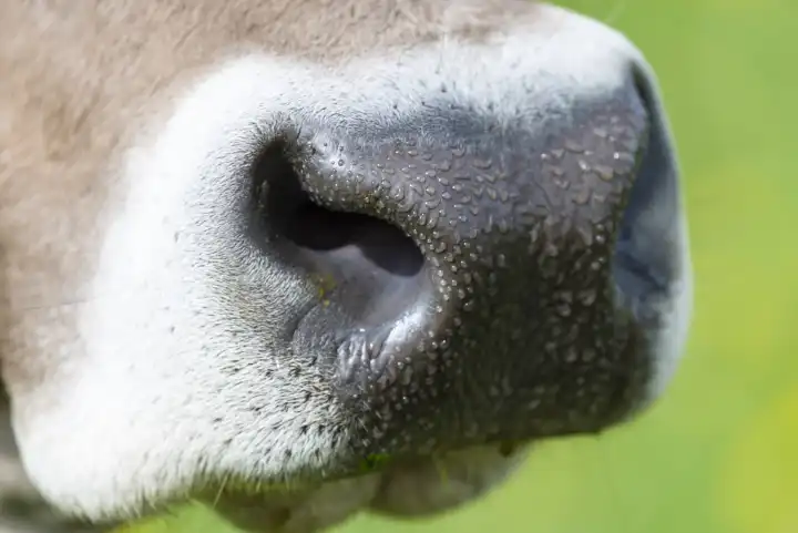 Snout of a cow, Allgäuer Braunvieh, domestic cattle breed (Bos primigenius taurus), Allgäu, Bavaria, Germany, Europe