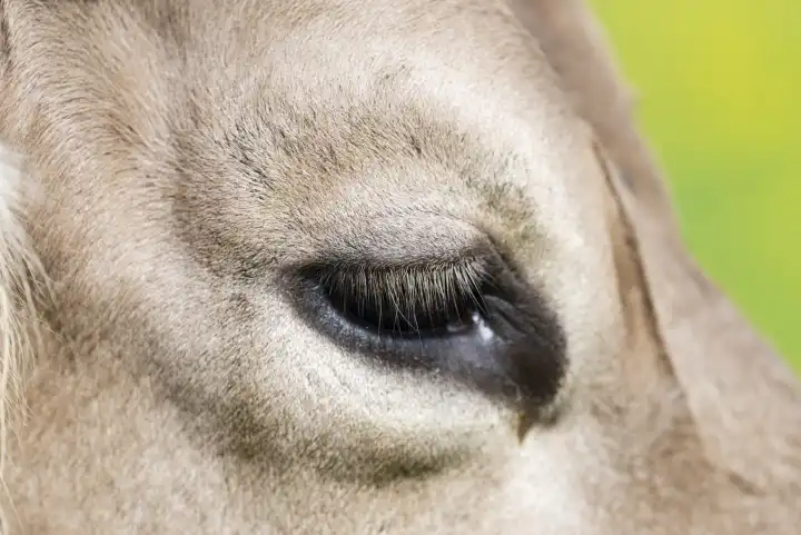 Eye of a cow, Allgäuer Braunvieh, domestic cattle breed (Bos primigenius taurus), Allgäu, Bavaria, Germany, Europe