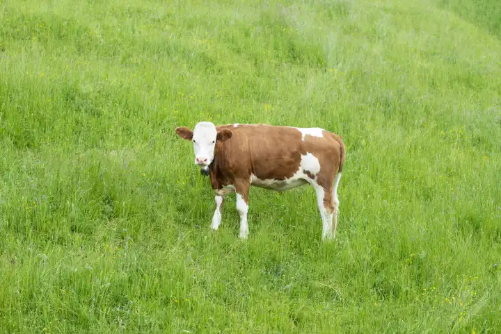 Simmental cattle (Bos taurus), Allgäu, Bavaria, Germany, Europe