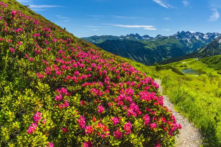 Alpine rose blossom, panorama from the Fellhorn over the Schlappoldsee and mountain station of the Fellhornbahn to the central main ridge of the Allgäu Alps, Allgäu, Bavaria, Germany, Europe