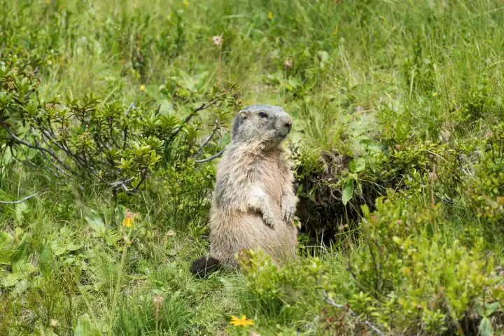 Alpine marmot (Marmota marmota), Allgäu Alps, Allgäu, Bavaria, Germany, Europe