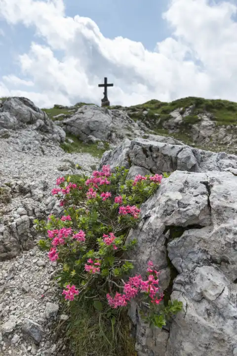 Alpine rose blossom, rhododendron, Koblat-Höhenweg on the Nebelhorn, Allgäu Alps, Allgäu, Bavaria, Germany, Europe