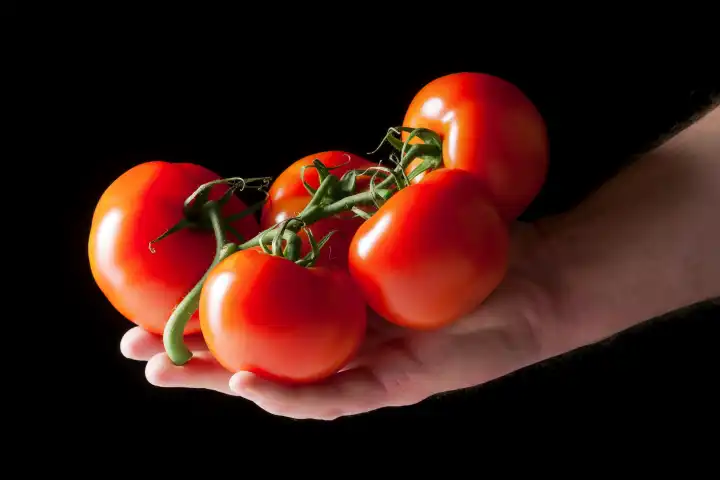 Some red tomatoes in a hand in front of a black background