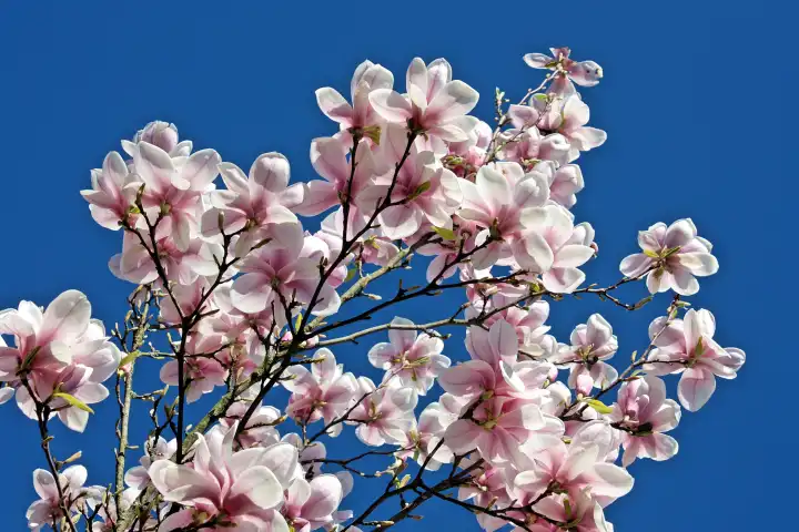 Magnolien vor blauem Himmel