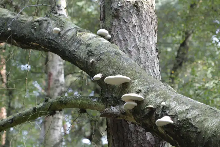 Pilze an einem Baumstamm