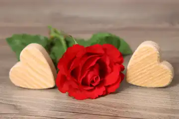 Red rose, a sign of love