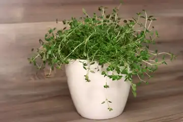 Fresh thyme in a pot