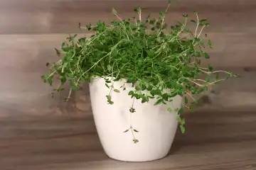 Fresh thyme in a pot