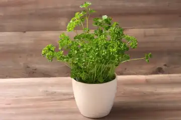 Parsley in a pot