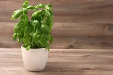 Basil in a pot