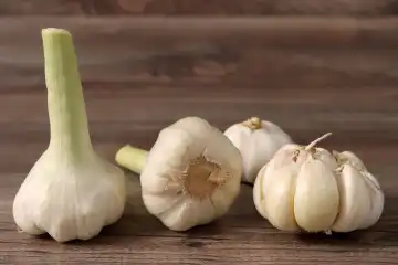 Garlic, the medicinal plant from nature