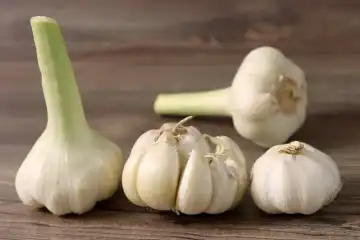 Garlic, the medicinal plant from nature