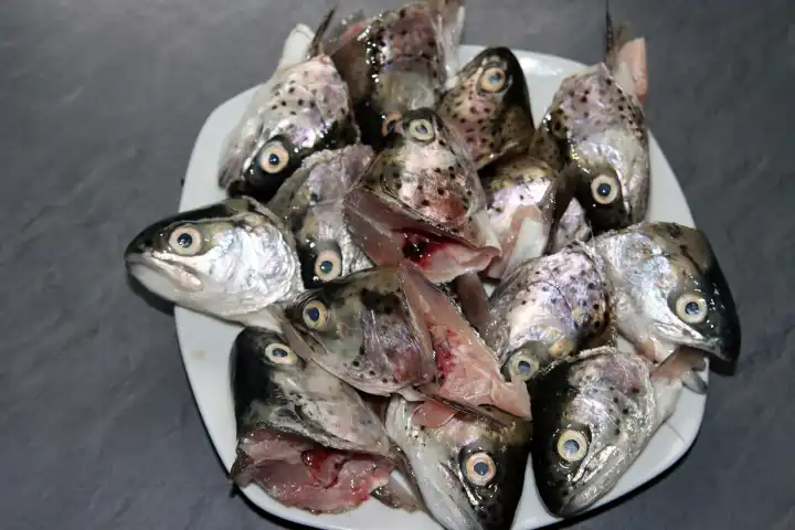 Fish heads from slaughtered trout