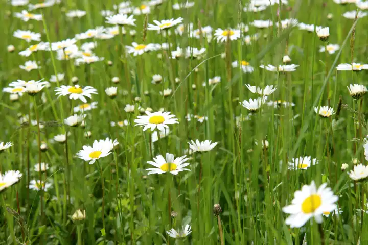 Natural flower meadow