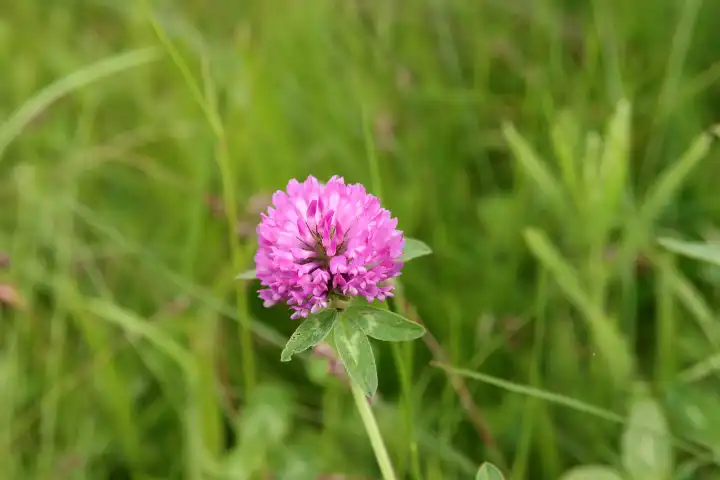 Red clover in a summer meadow