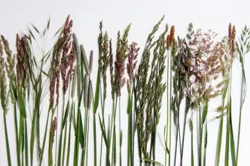 Various meadow grasses
