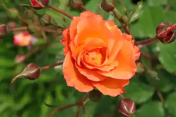 Orange rose with many buds
