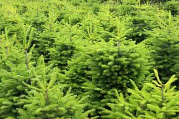 Weihnachtsbaumplantage