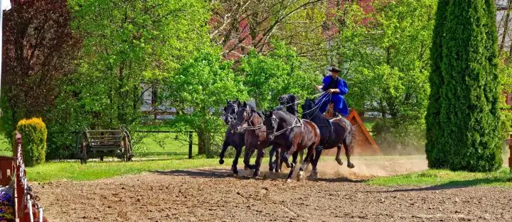 Pferde Puszta fünfer im Galopp in Ungarn
