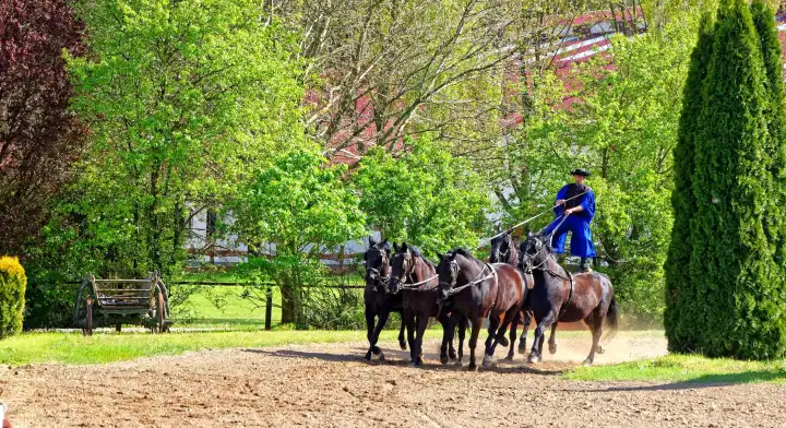 Pferde Puszta fünfer im Galopp in Ungarn