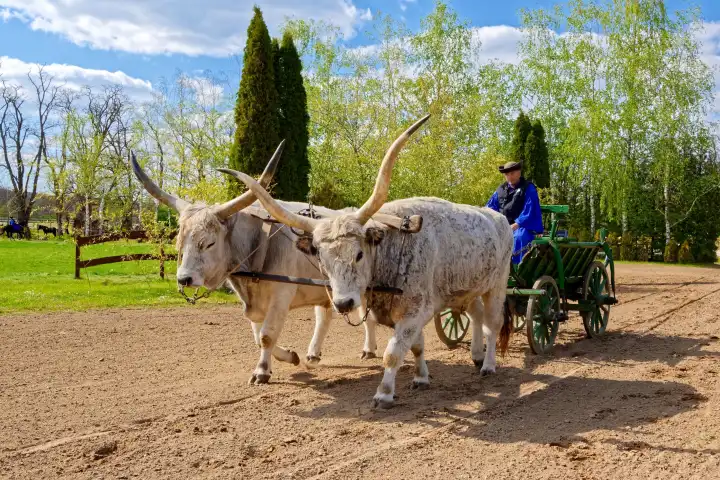 Hungarian steppe cattle or gray cattle, pulls ladder wagon, Hungary