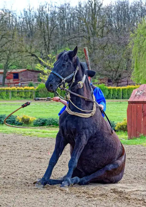 Pferd sitzt Vorführung in Ungarn
