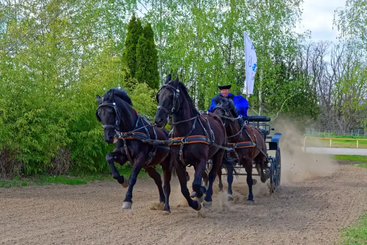 Horses team of four pulling carriage at gallop, Hungary