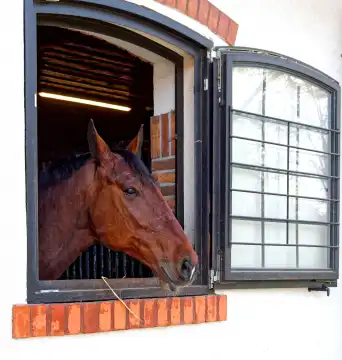 Horse looks out of the window