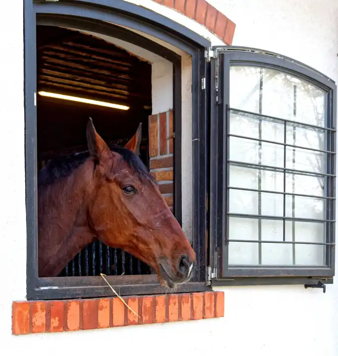 Horse looks out of the window
