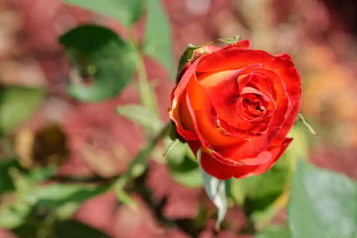Rote Rose, Rosaceae,