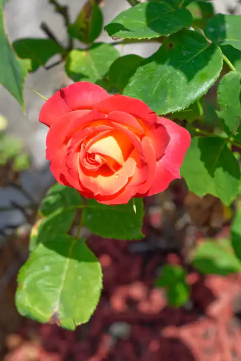 Red rose, Rosaceae,