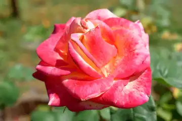 Rosa Rose, Rosaceae,