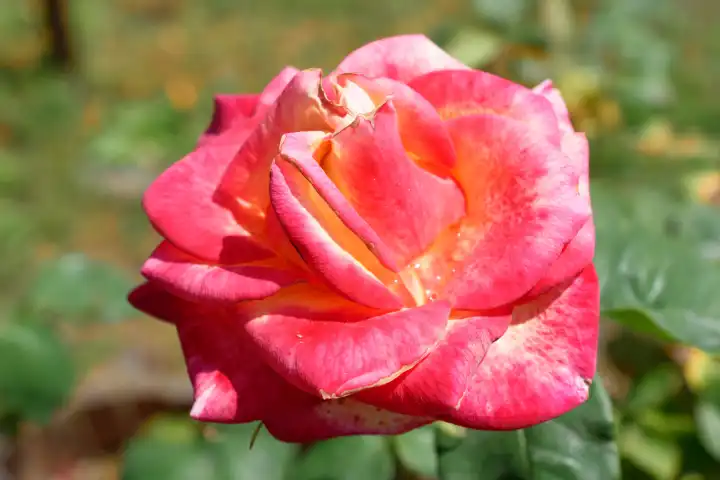 Pink rose, Rosaceae,