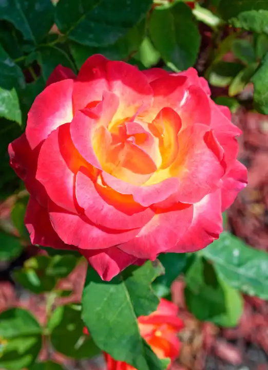 Pink rose, Rosaceae,