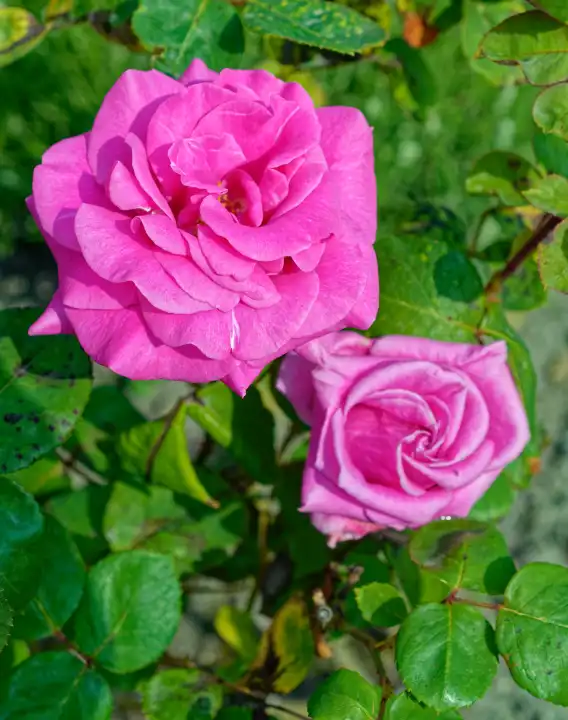 Rosa Rose, Rosaceae,