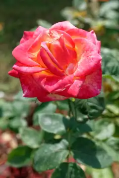 Rote Rose, Rosaceae,