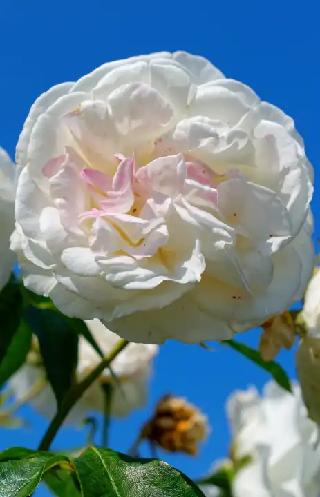 Weisse Rose, Rosaceae,