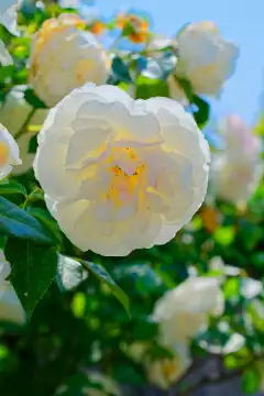 White rose, Rosaceae,