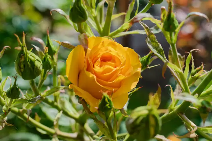 Yellow rose, Rosaceae, on the bush
