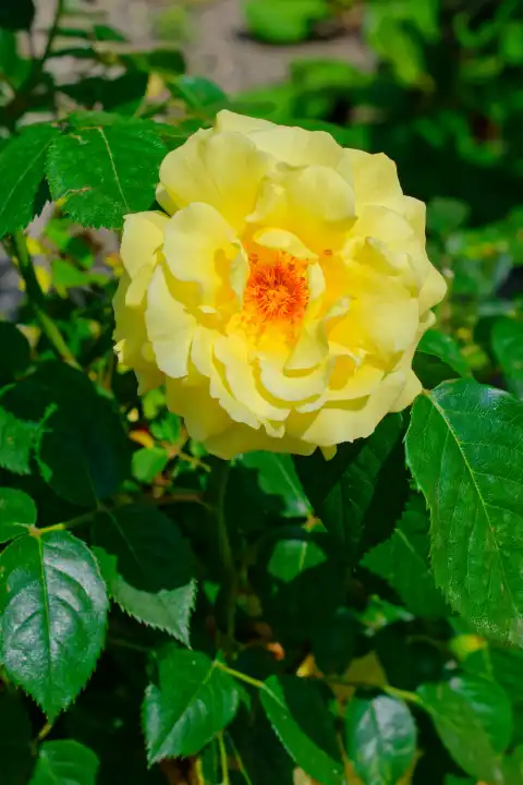 Yellow rose, Rosaceae,