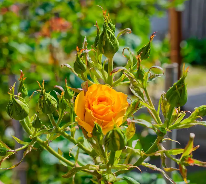 Gelbe Rose, Rosaceae, am Strauch