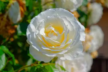 Weisse Rose, Rosaceae,