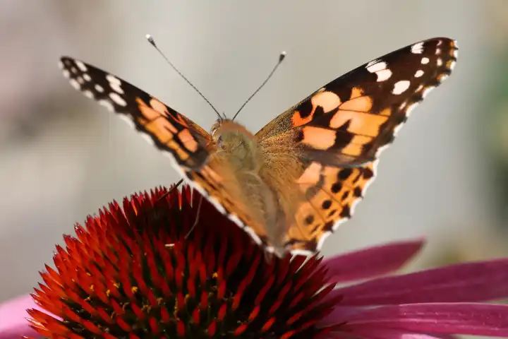 Rear view of Painted Lady butterfly sitting on coneflower