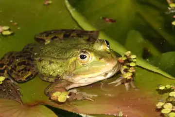 Pool Frog Pelophylax lessonae